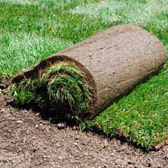 Sod Placement