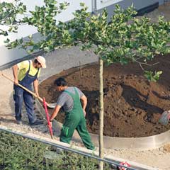 Lawn Grading