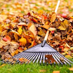 Leaf Removal