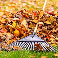 St Louis Leaf Removal Services