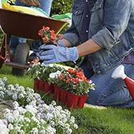 St Louis Planting Services