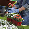 St Louis Planting Services